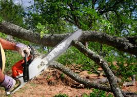 Professional Tree Removal Services in Uniontown, PA